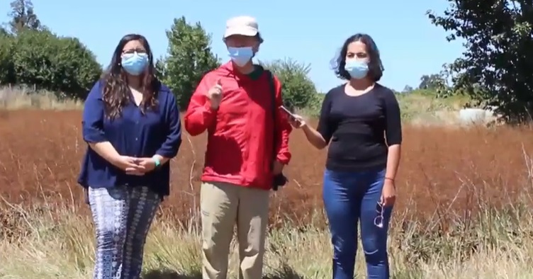 En Osorno denuncian que proyectos inmobiliarios han destruido humedales