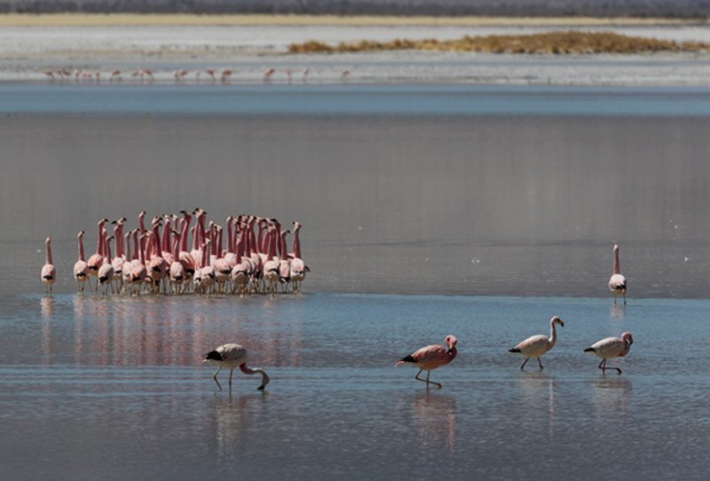 Rechazo categórico de organizaciones socioambientales a la aprobación del Proyecto Blanco en el Salar de Maricunga