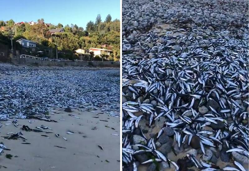 Aguas hipóxicas causan varazón de miles de ejemplares de sardina, pejerrey y anchoveta en la Bahía de Culiomo en el Biobío