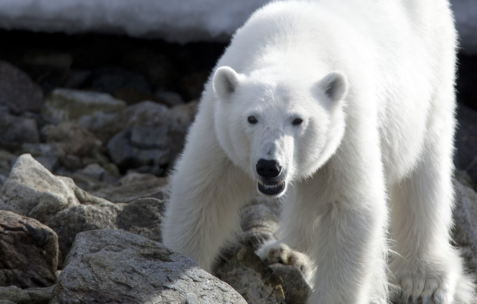 Alertan en su Día Internacional: solo quedan 20 mil osos polares en todo el mundo