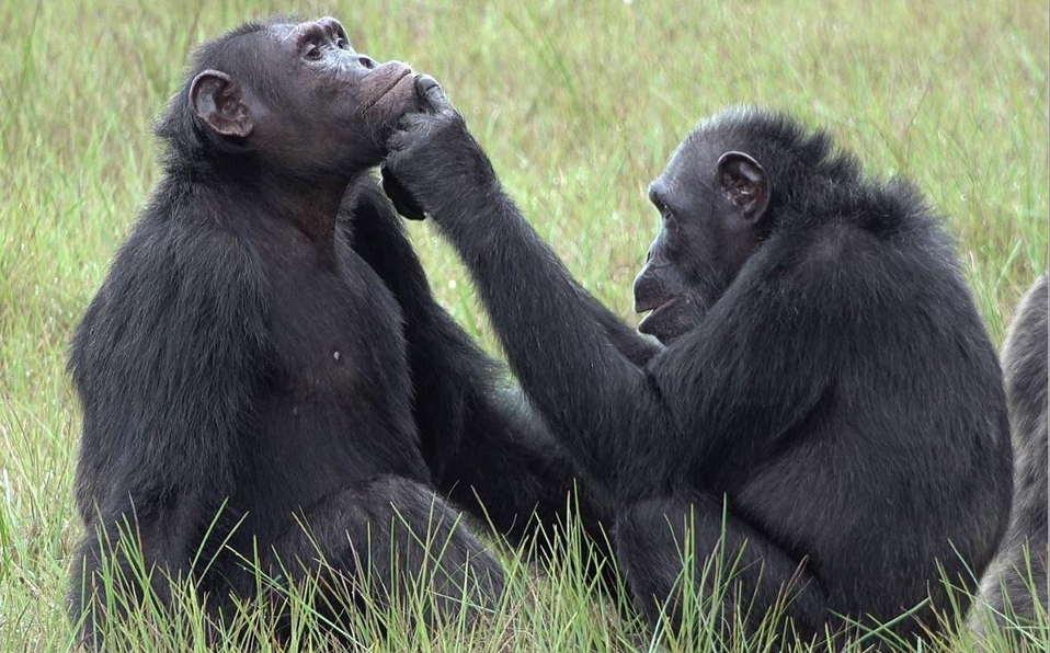 Descubren que chimpancés usan insectos como tratamiento para curar heridas