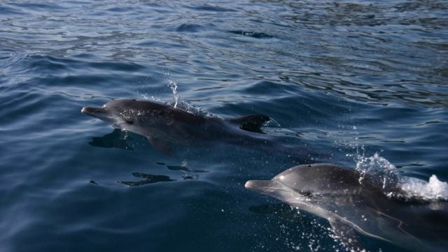 Dolphins