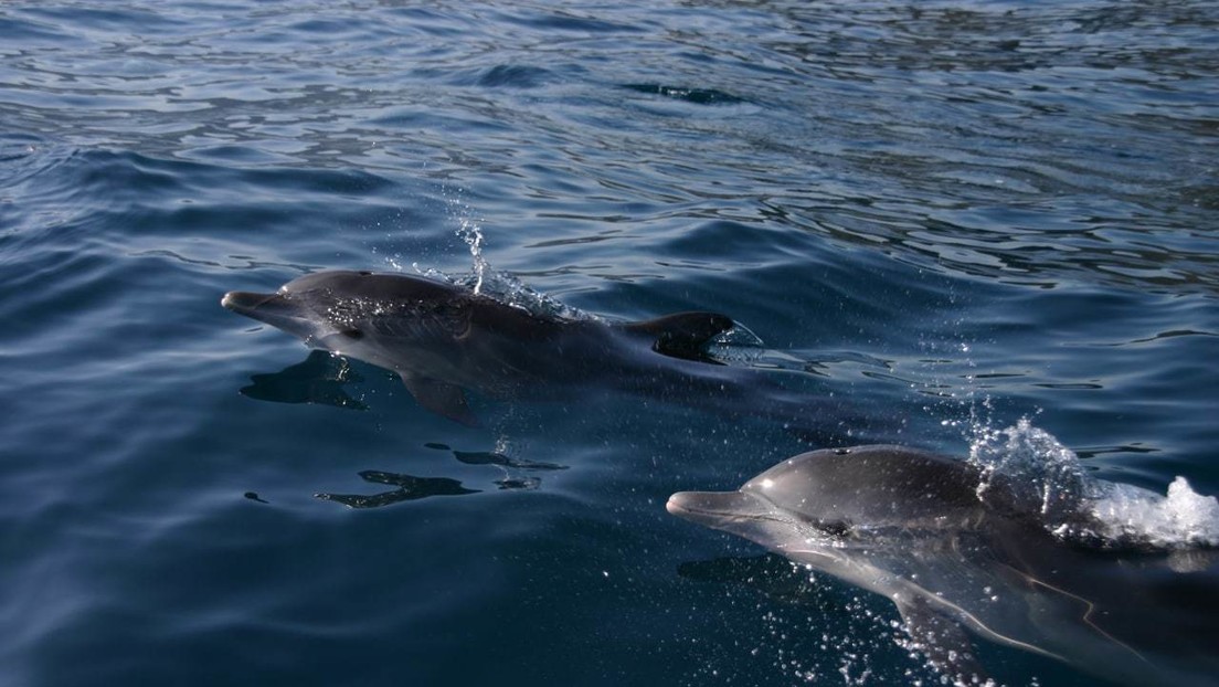 Dolphins in Venezuela: the amazing political and social structure of these cetaceans