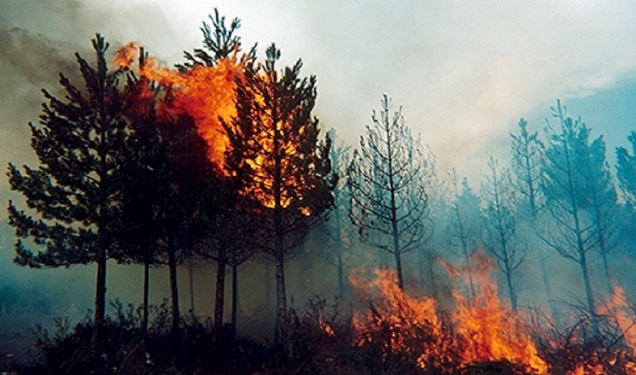 Comunidades Mapuche e incendios forestales: Empresas han provocado un profundo ecocidio en el Wallmapu
