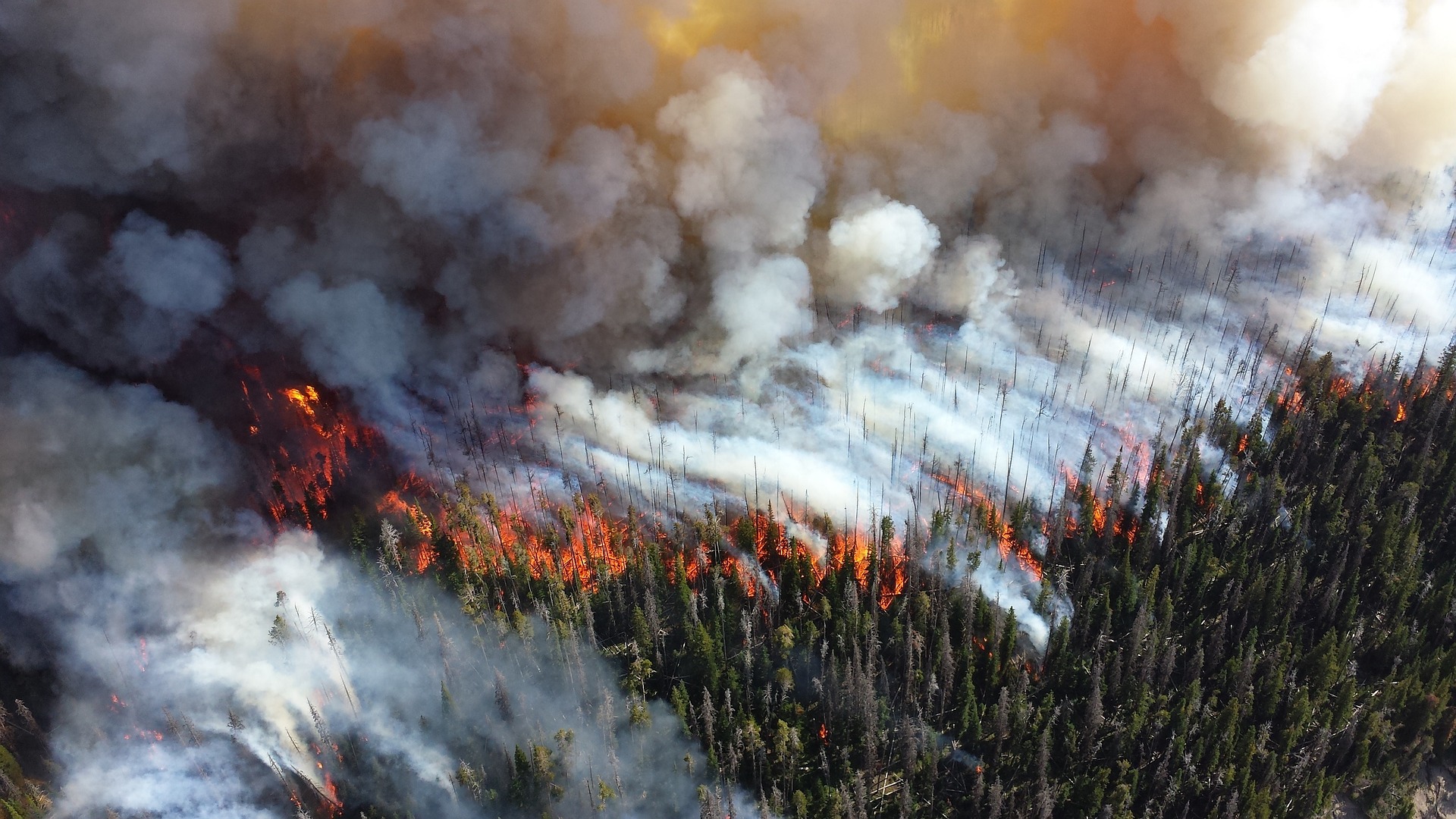 Incendios forestales mortales, contaminación acústica y disrupción en los ciclos de vida: Informe de la ONU identifica amenazas ambientales inminentes 