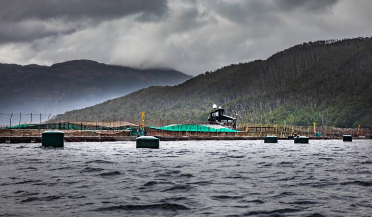 Denuncian que existen 416 concesiones salmoneras dentro de las áreas protegidas en la Patagonia.