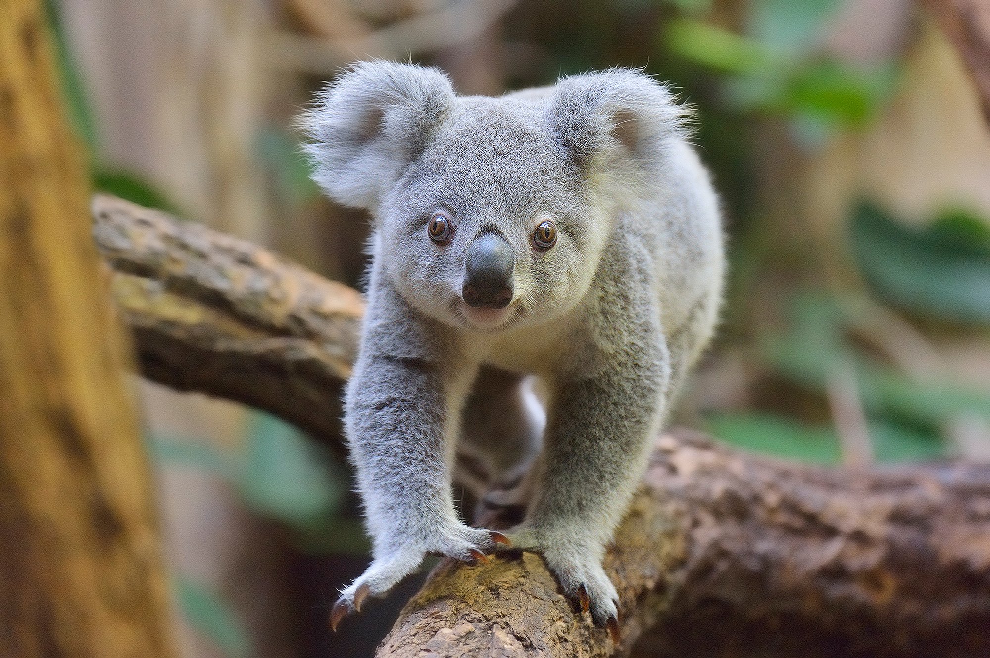 ¿Adiós a los koalas? Australia advierte que hoy más que nunca están en peligro de extinción