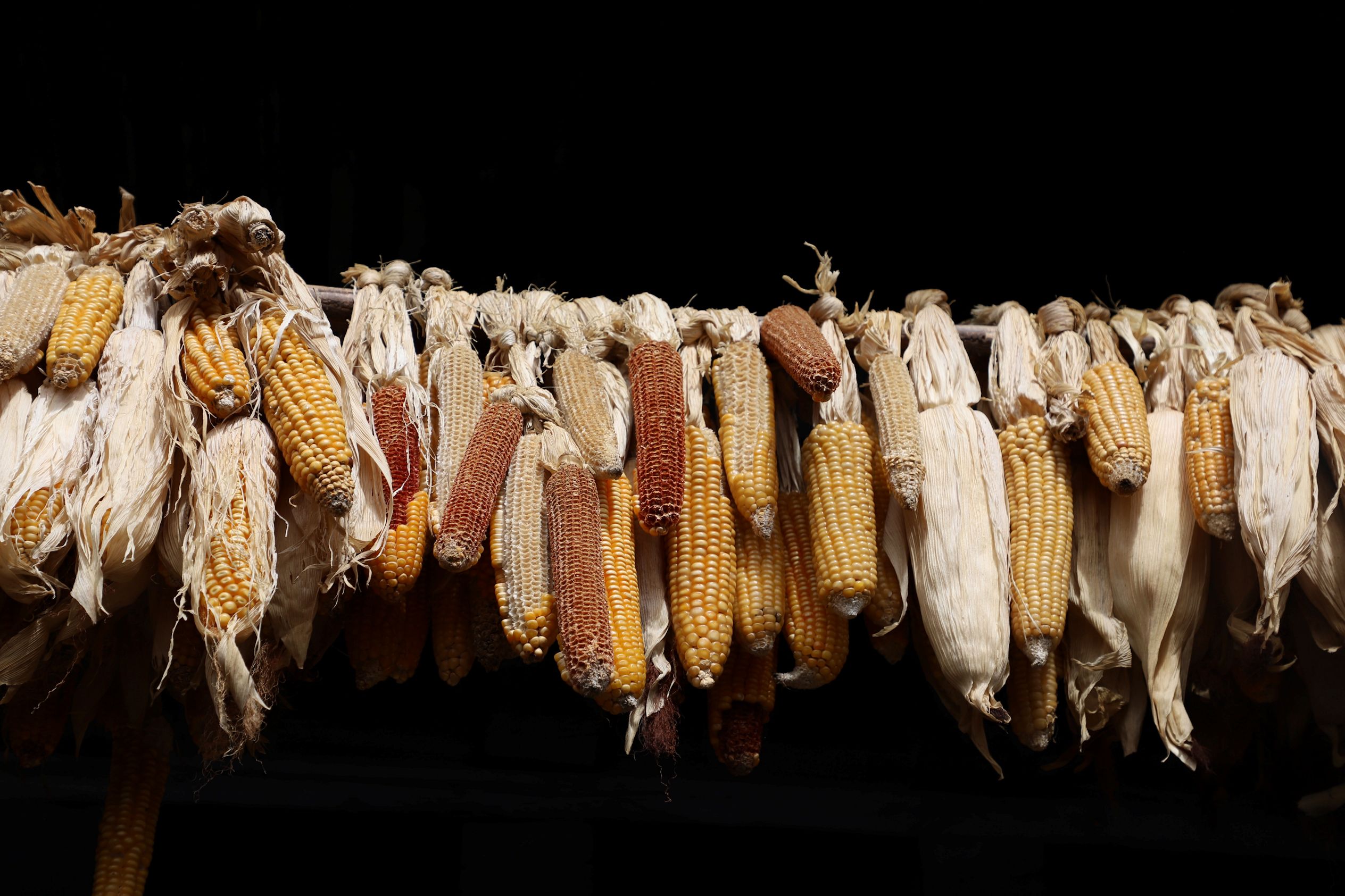 ¿Debatirán en la cumbre la prohibición del maíz transgénico? Esto piden las organizaciones