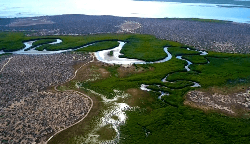 Siembran humedales de CO2 para combatir cambio climático