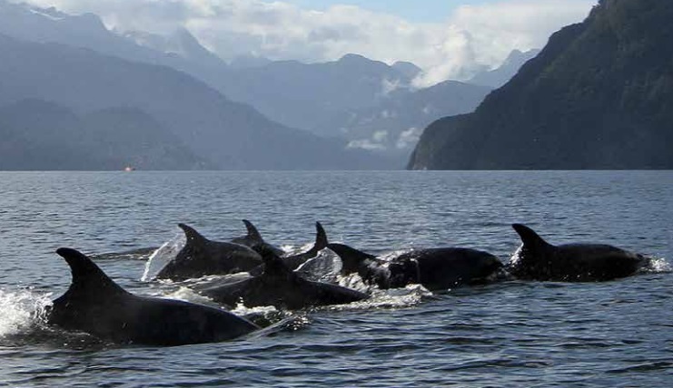 Informe: Impactos de actividades industriales en áreas marinas protegidas de la Patagonia en Chile