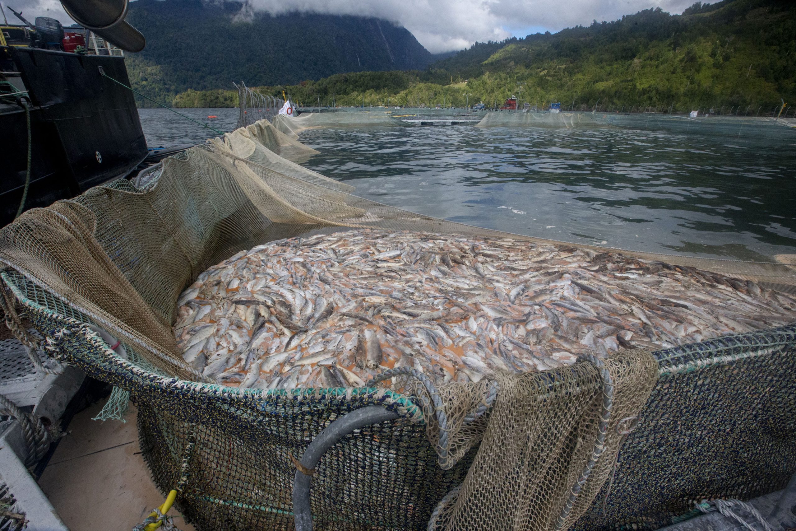 Corte Suprema ordena al Servicio de Evaluación Ambiental iniciar procesos de Participación Ciudadana para proyectos salmoneros