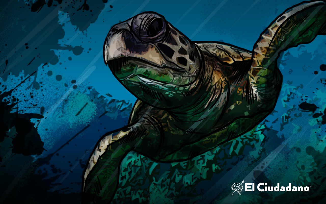 Identifican áreas de protección de tortugas marinas en caso de derrames petroleros