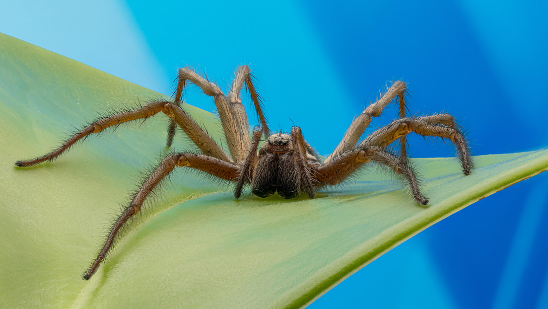Alertan que arañas Joro podrían colonizar toda la costa este de EE. UU.