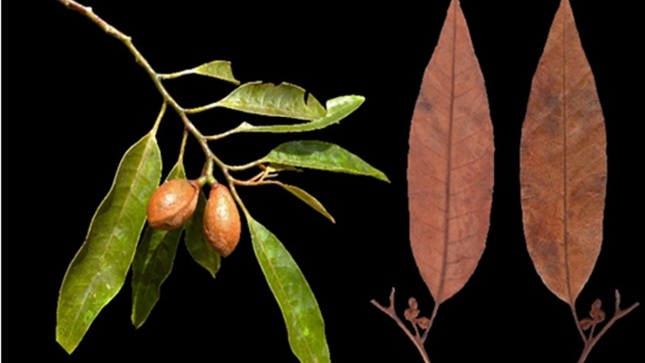 Árbol-pequeño