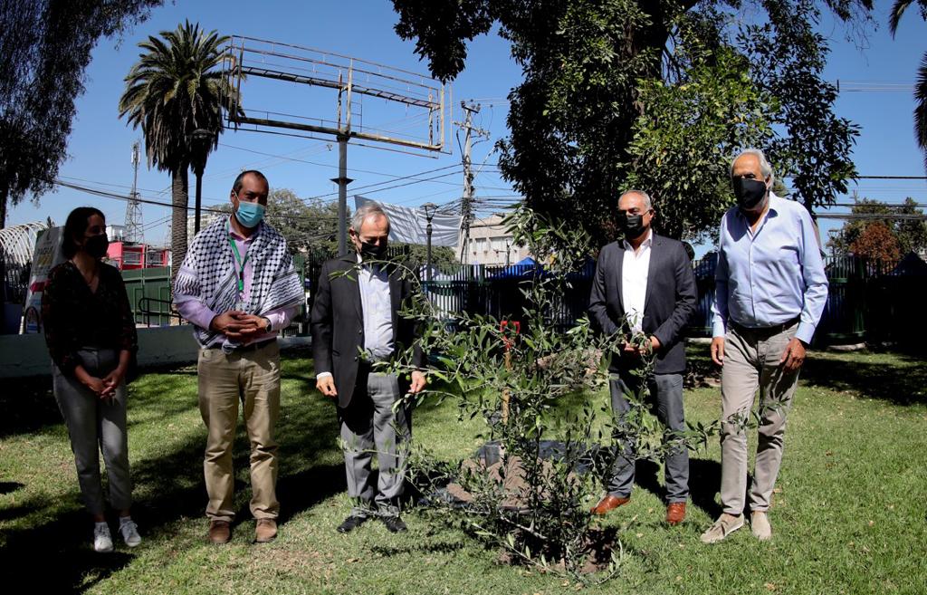 Con la plantación de un Olivo, Comunidad Palestina de Chile y municipio de La Cisterna conmemoran el «Día de la Tierra Palestina»