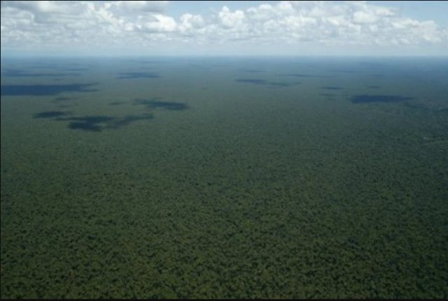 Descubren nueva especie de árbol silvestre en la Amazonía peruana