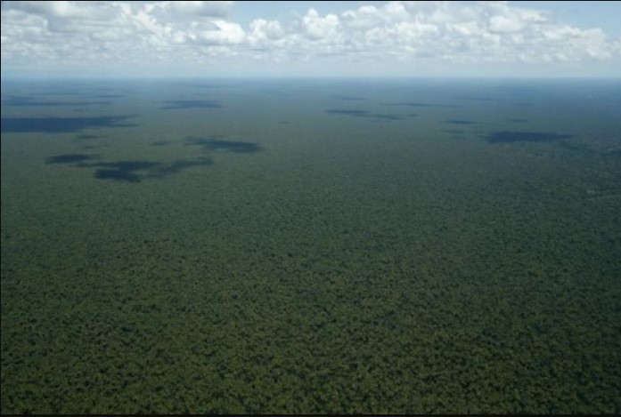 Descubren nueva especie de árbol silvestre en la Amazonía peruana