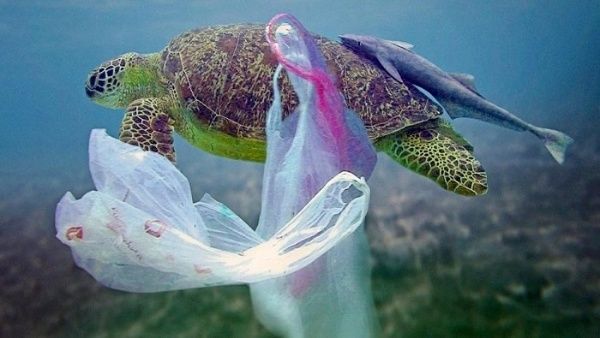 Millones de residuos llegan a los mares dañando de manera irreversible los ecosistemas ¿Cómo evitarlo?