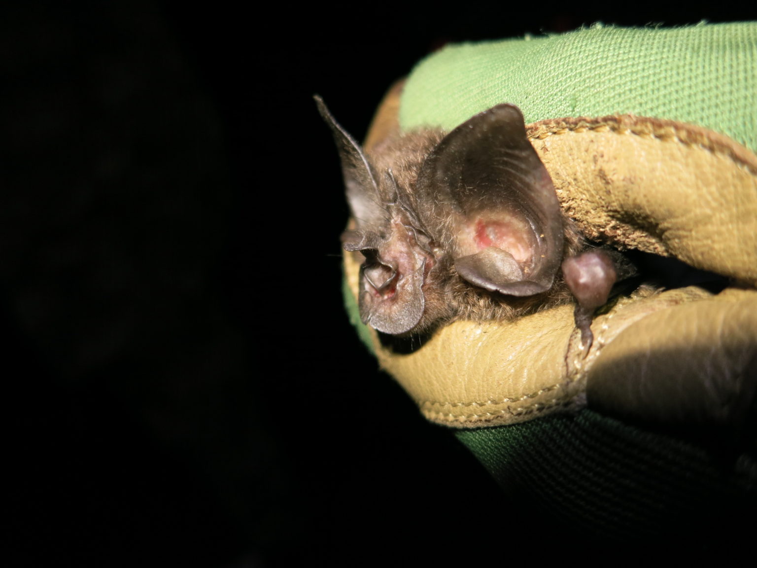 Redescubren en África una especie de murciélago que no se había visto en los últimos 40 años