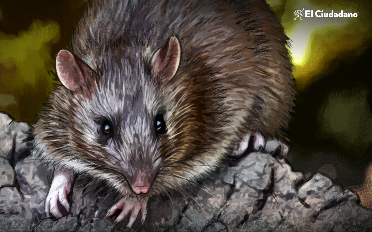Rata Rana Buscan revivir una especie de rata que se extinguió hace más de un ...
