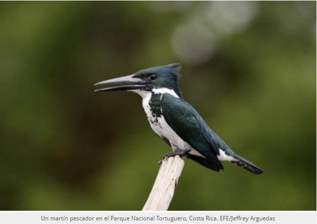 Gobiernos confían en poder lograr este año un pacto global por la biodiversidad