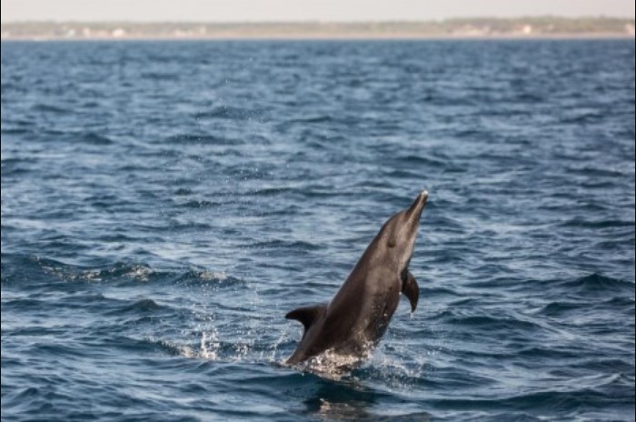 El océano busca un nuevo tratado de protección en alta mar