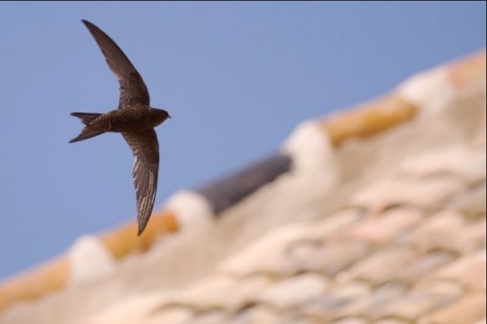Ecologistas lanzan campaña para proteger aves insectívoras urbanas