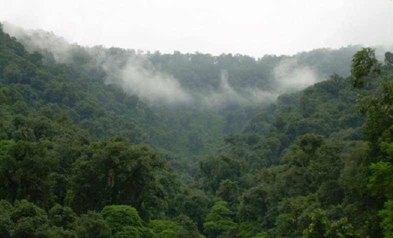 Mira aquí el cortometraje: Lo que queda del bosque (Chiloé)