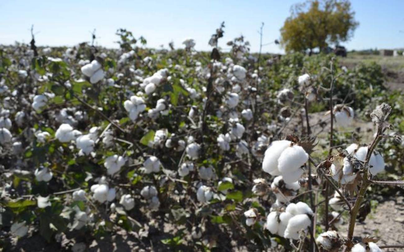 Ratifican a Monsanto prohibición para liberar algodón transgénico