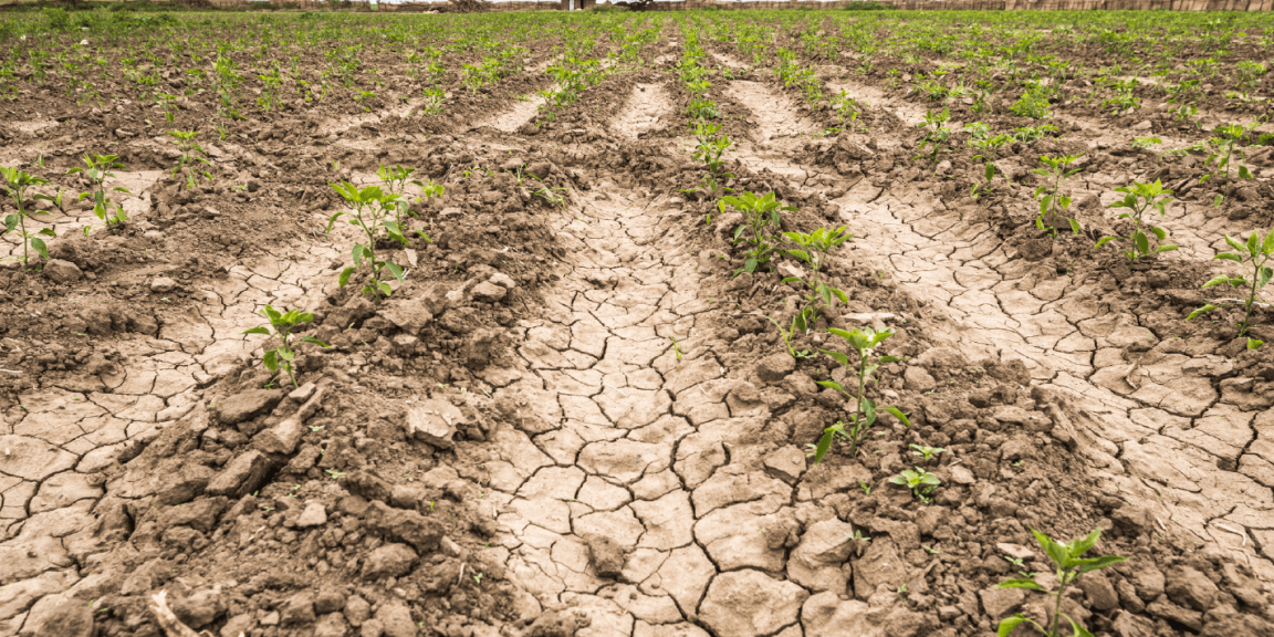 Respecto al nivel del año pasado, sequía repunta 7.3%