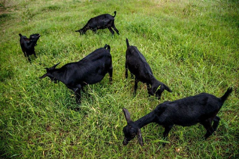 Festival gastronómico de carnes ovinas y caprinas se realizará en septiembre