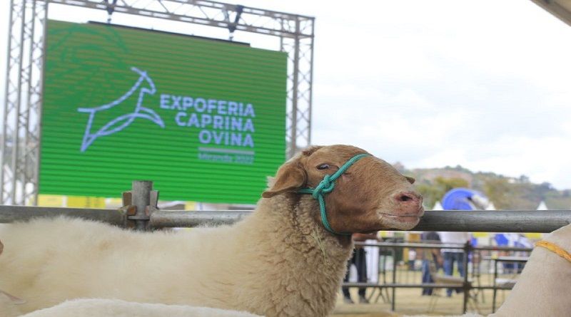 ExpoFeria Ovina y Caprina Miranda 2022 fue muy exitosa