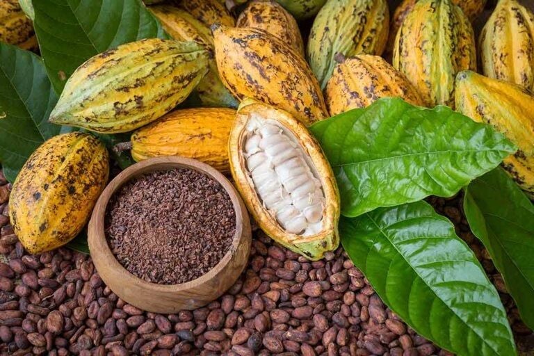 INIA realiza evaluación y diagnóstico de rubro cacaotero