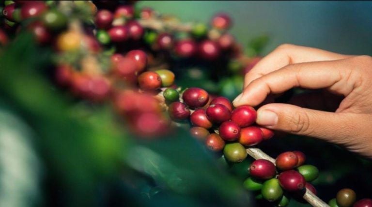 Producción de café es apoyada por comunidades y alcaldías