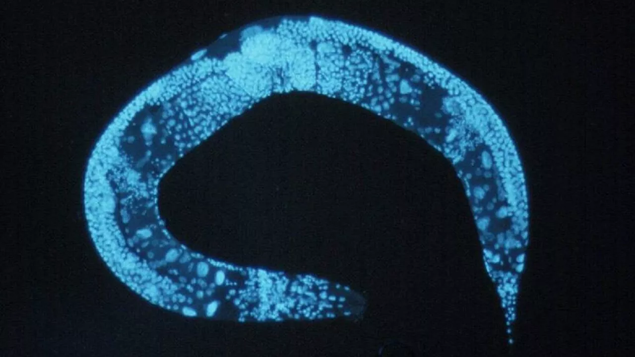 Los gusanos redondos son el nuevo método para diagnosticar el cáncer de pulmón