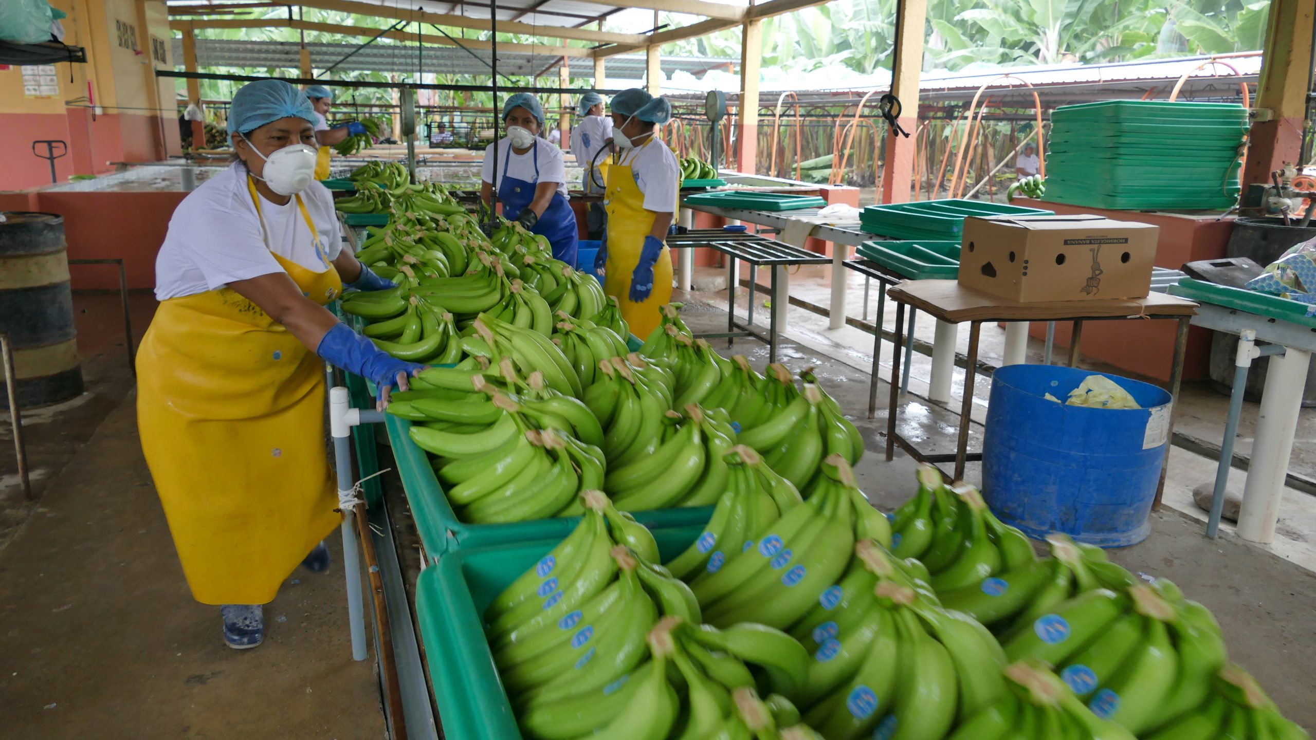 Ecuador ofreció a China excedente de banano que antes exportaba a Rusia y a Ucrania