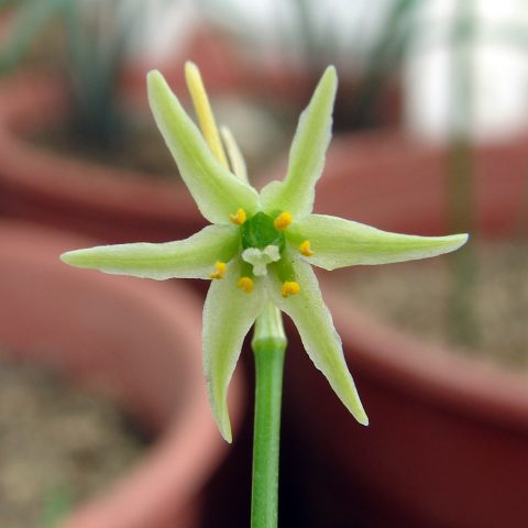 «El cebollín de Atacama»: Académicos de la U. de Chile descubren diminuta flor en el Norte