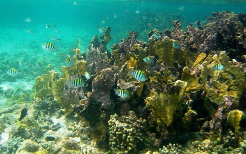 En peligro de extinción arrecifes de coral en Colombia, Ecuador y Costa Rica