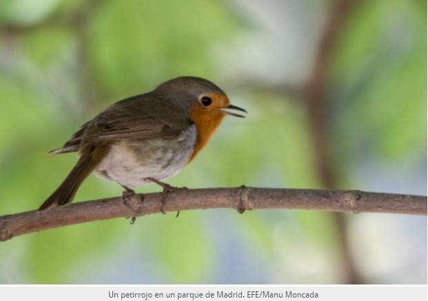 Contaminación acústica amenaza supervivencia de las aves urbanas