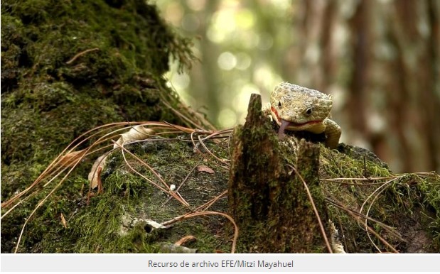 Evaluación global: El 21 % de las especies de reptiles está en peligro de extinción