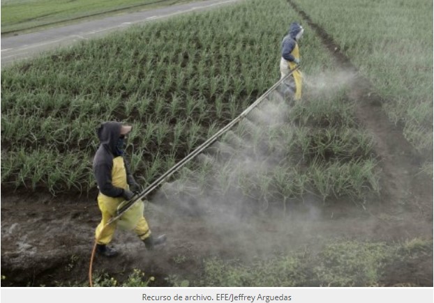 Ecologistas denuncian que el uso plaguicidas no baja al igual que su riesgo para salud