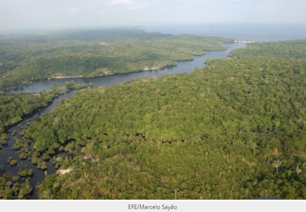 La dinámica de los ríos: detrás de la rica diversidad de aves en la Amazonía