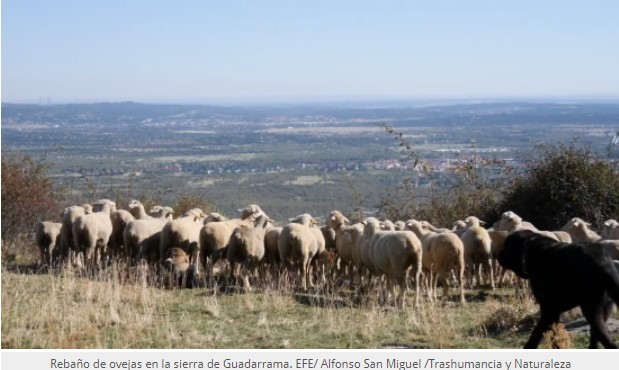 La lana: un recurso natural y ecológico para usos tradicionales y novedosos