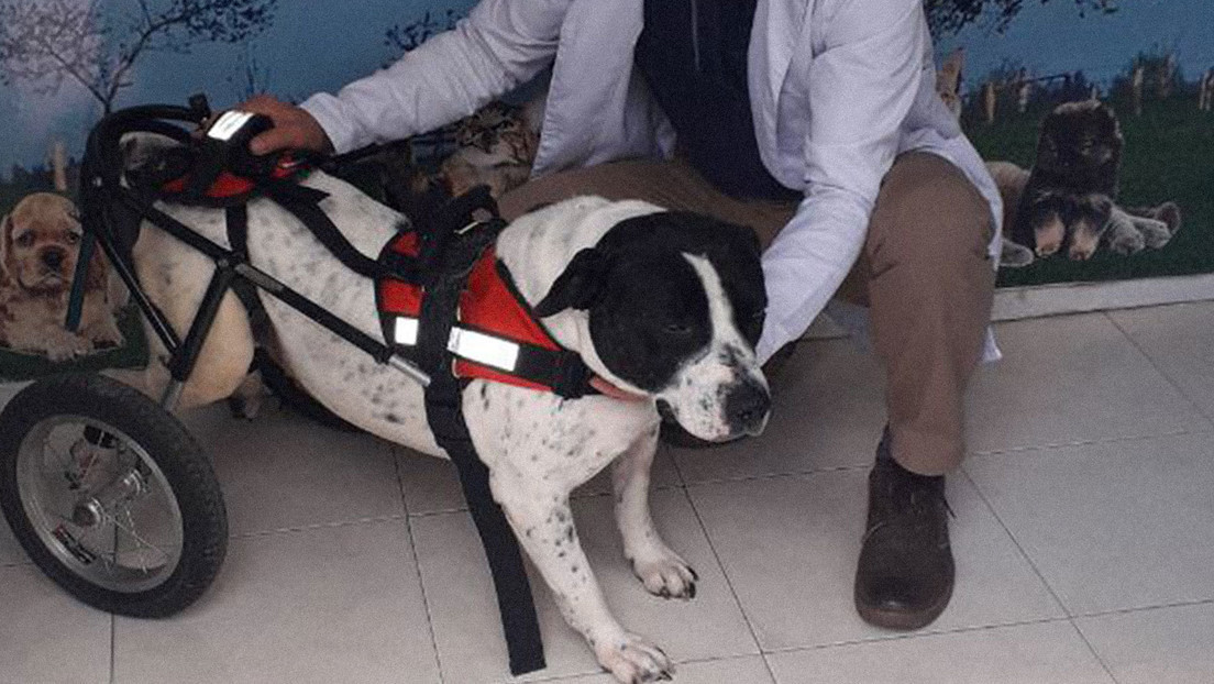 Inédita investigación en Colombia: Un trasplante de células devuelve la movilidad a perros lesionados y abre esperanza a su uso en humanos