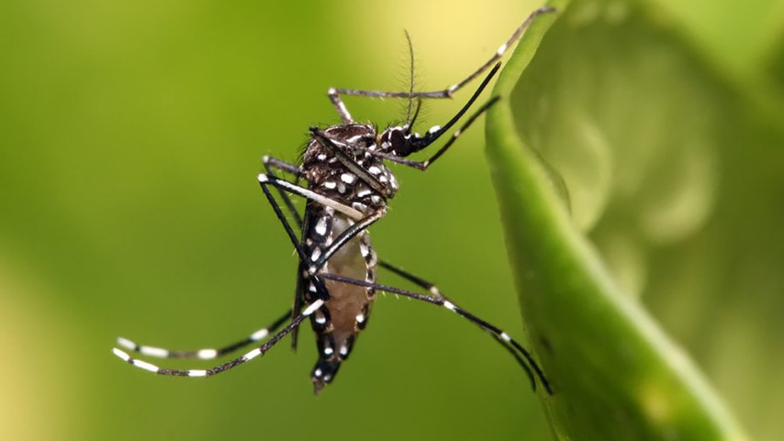 Descubren que el virus del Zika puede mutar y hacerse más infeccioso