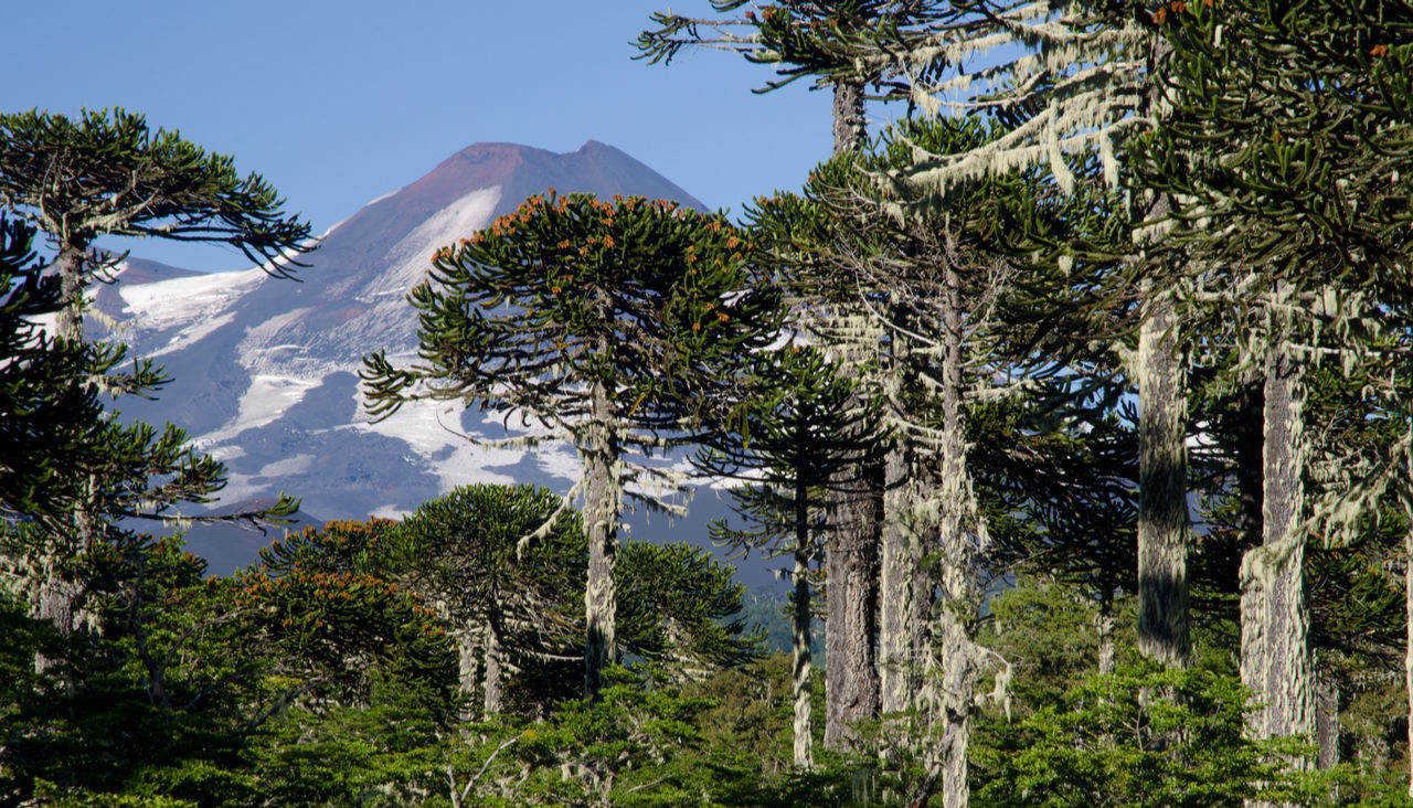 bosque nativo