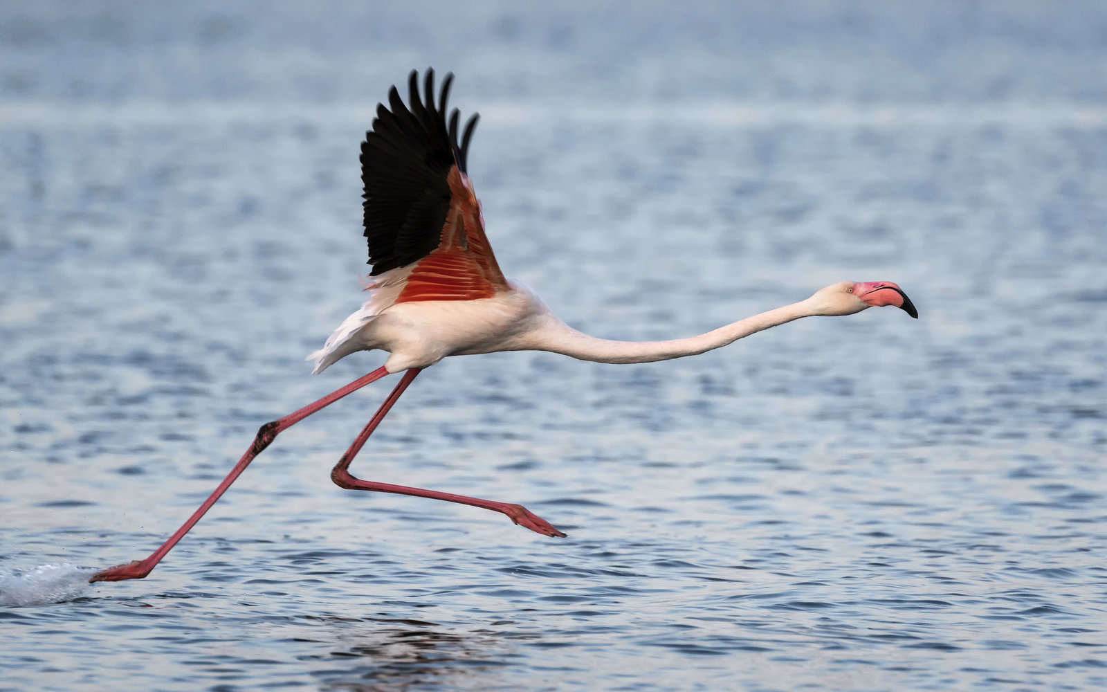 Flamingo fugitivo reaparece 17 años después de escapar del zoológico