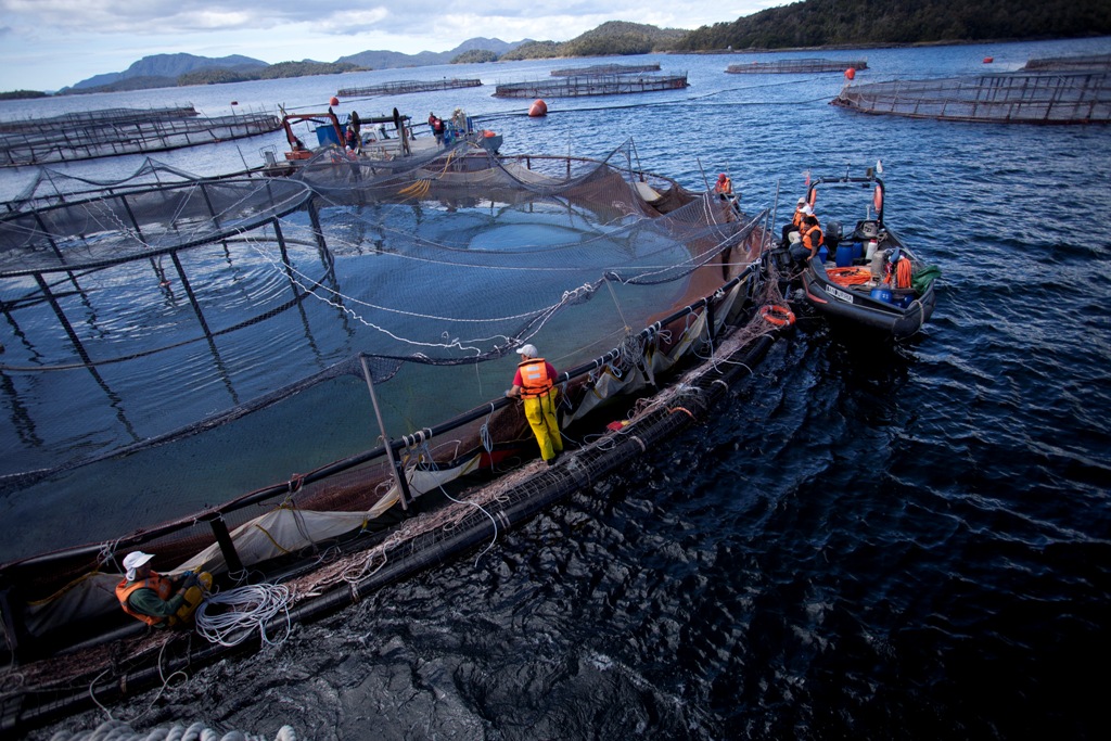 Salmonera Nova Austral, señalada por fraude y delito ambiental, recibió subsidios estatales por más $131 mil millones