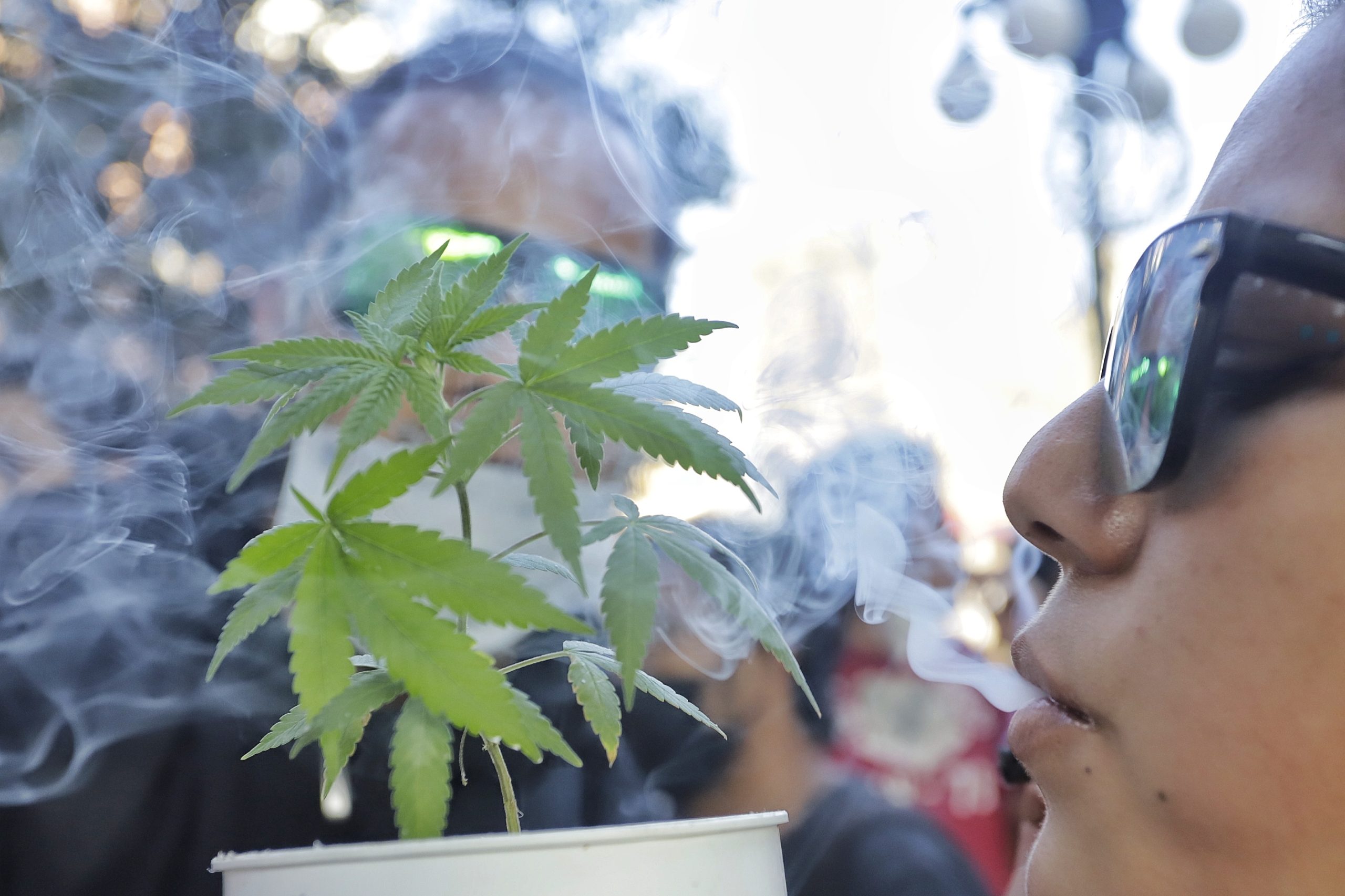 SCJN afirma que seguirá vigente el límite de posesión legal de mariguana