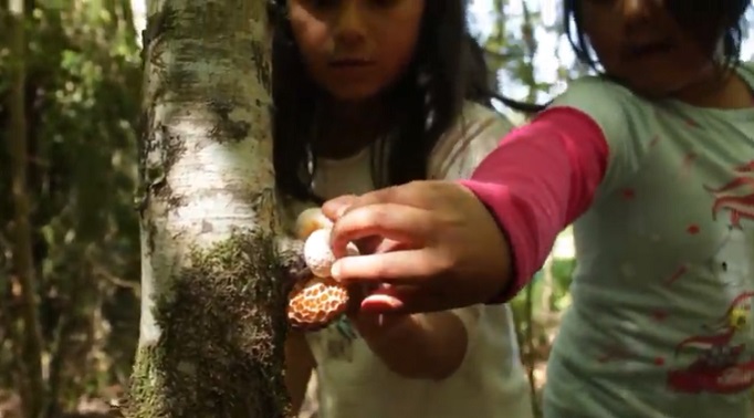 Comparten documental con la primera guía de identificación de hongos en Wallmapu en mapuzungun/español